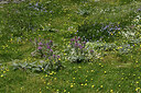 BUITEN BEELD Foto: 425446