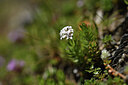 BUITEN BEELD Foto: 425456