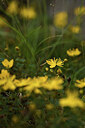 BUITEN BEELD Foto: 425599
