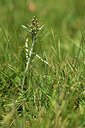BUITEN BEELD Foto: 426258