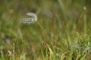 BUITEN BEELD Foto: 426289