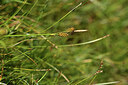 BUITEN BEELD Foto: 426291