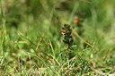BUITEN BEELD Foto: 426732