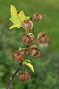 BUITEN BEELD Foto: 426769