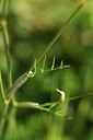 BUITEN BEELD Foto: 426948