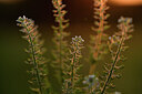 BUITEN BEELD Foto: 426956