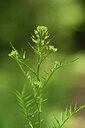 BUITEN BEELD Foto: 426992