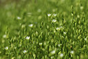 BUITEN BEELD Foto: 427056