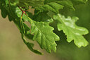 BUITEN BEELD Foto: 427124