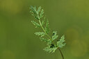 BUITEN BEELD Foto: 427153