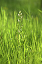 BUITEN BEELD Foto: 427177