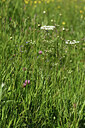 BUITEN BEELD Foto: 427190