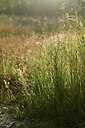 BUITEN BEELD Foto: 427261