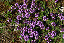 BUITEN BEELD Foto: 427274
