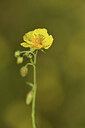 BUITEN BEELD Foto: 427418