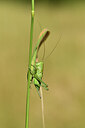 BUITEN BEELD Foto: 427474