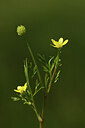 BUITEN BEELD Foto: 427657