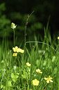 BUITEN BEELD Foto: 427672