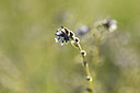 BUITEN BEELD Foto: 427824