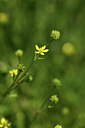 BUITEN BEELD Foto: 427974