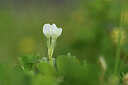 BUITEN BEELD Foto: 428267