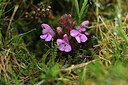 BUITEN BEELD Foto: 428286