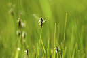 BUITEN BEELD Foto: 428358