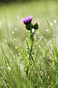 BUITEN BEELD Foto: 428470