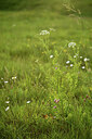 BUITEN BEELD Foto: 428584