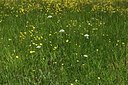 BUITEN BEELD Foto: 428602