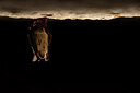 BUITEN BEELD Foto: 428999