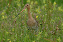 BUITEN BEELD Foto: 42004