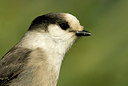 BUITEN BEELD Foto: 42020