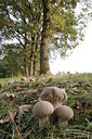 BUITEN BEELD Foto: 42030
