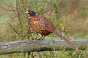 BUITEN BEELD Foto: 42036