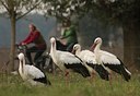 BUITEN BEELD Foto: 42037
