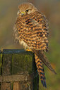 BUITEN BEELD Foto: 42128