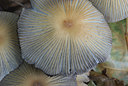 BUITEN BEELD Foto: 42187