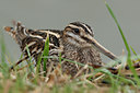 BUITEN BEELD Foto: 42220