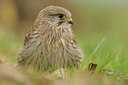BUITEN BEELD Foto: 42243