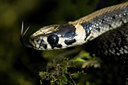 BUITEN BEELD Foto: 42266