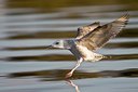 BUITEN BEELD Foto: 42275