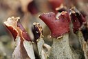 BUITEN BEELD Foto: 42336