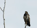 BUITEN BEELD Foto: 42351