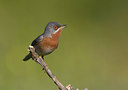 BUITEN BEELD Foto: 42356