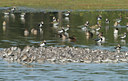 BUITEN BEELD Foto: 42409
