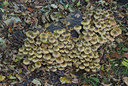 BUITEN BEELD Foto: 42425