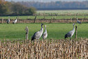 BUITEN BEELD Foto: 42454