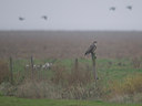 BUITEN BEELD Foto: 42498