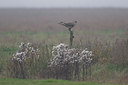 BUITEN BEELD Foto: 42501